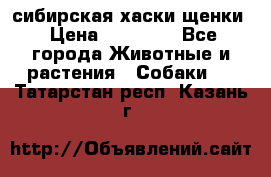 сибирская хаски щенки › Цена ­ 10 000 - Все города Животные и растения » Собаки   . Татарстан респ.,Казань г.